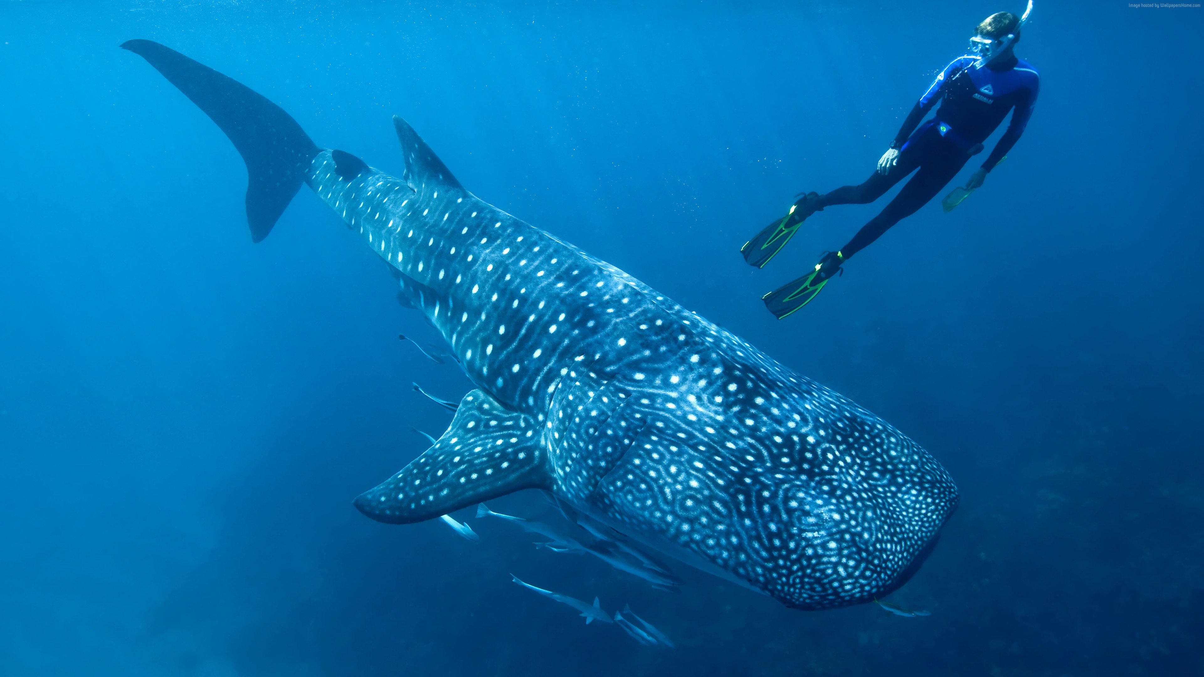 Wallpaper Whale shark, shark, atlantic, indian, pacific, ocean, water, underwater, blue, diving, tourism, fish, World&